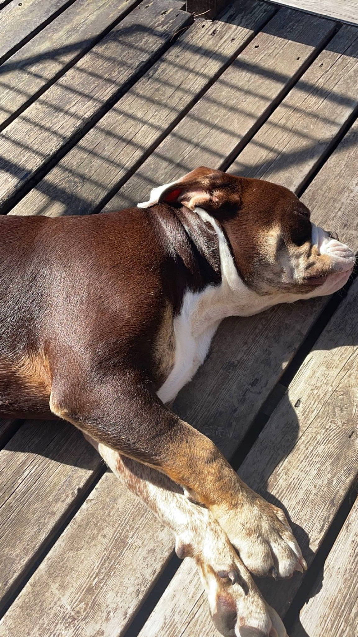 Snoop participe au concours pour gagner de l'argent avec cette photo : canidae, carnivore, collar, comfort, companion_dog, dog, dog_breed, dog_collar, fawn, fur, human_leg, leash, liver, scent_hound, sporting_group, tail, terrestrial_animal, whiskers, wood, working_animal