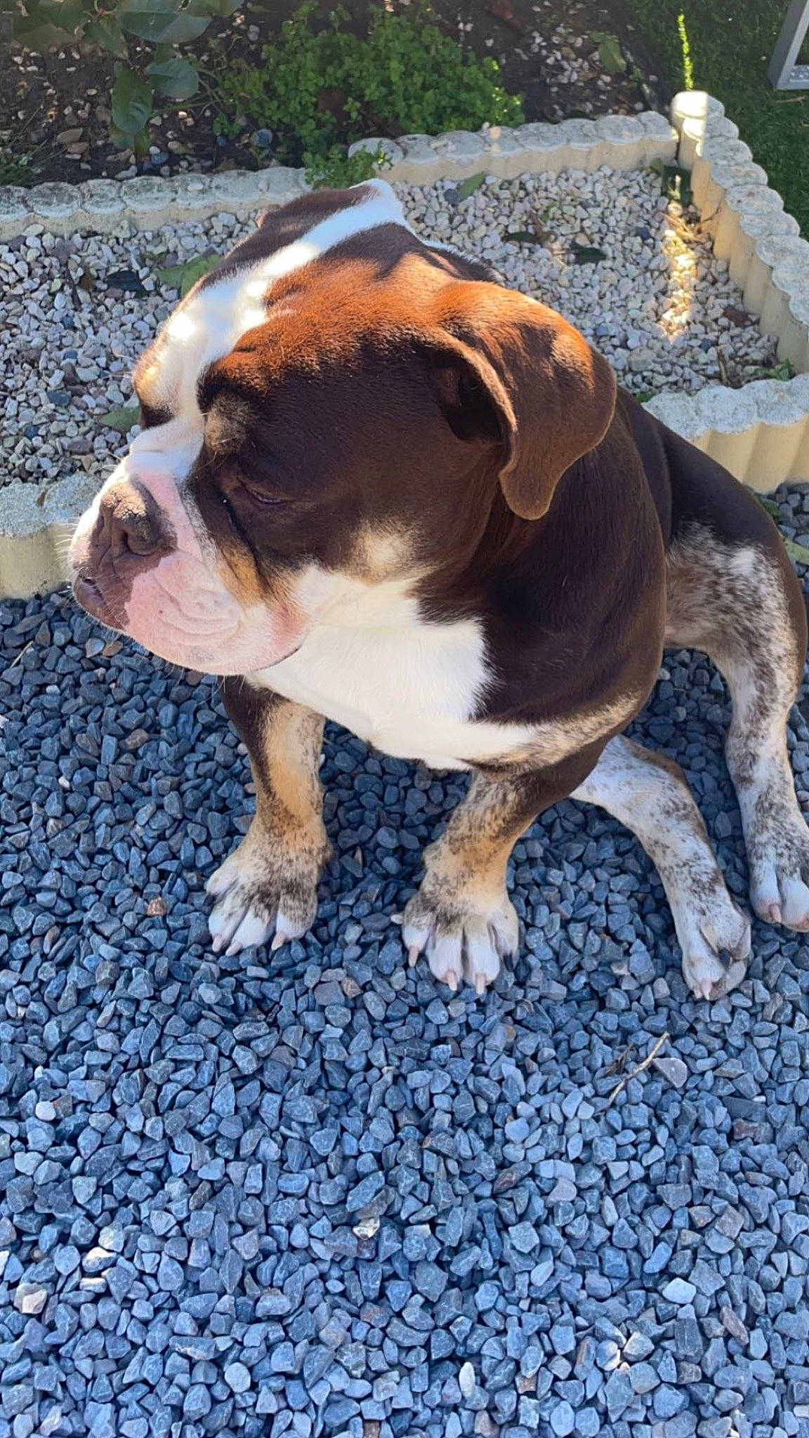 Snoop a rejoint le concours — aidez-le/la à gagner de superbes lots ! asphalt, bulldog, canidae, carnivore, collar, companion_dog, dog, dog_breed, dog_collar, electric_blue, fawn, grass, leash, molosser, road_surface, soil, sporting_group, vertebrate, working_animal, wrinkle