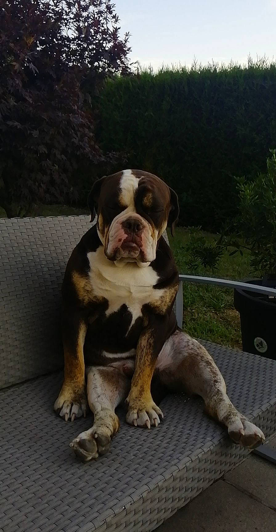 Snoop a rejoint le concours — aidez-le/la à gagner de superbes lots ! canidae, carnivore, companion_dog, dog, dog_breed, dog_collar, fawn, grass, molosser, non_sporting_group, plant, puppy, road_surface, snout, sporting_group, tail, tire, tree, working_animal, working_dog