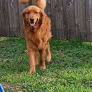 Brewski is registered to the contest to win money with this photo: animal, backyard, canine, dog, domestic_animal, fur, golden_retriever, grass, greenery, happy, mammal, outdoor, pet, playful, portrait, running, smiling, tail, tongue_out, wooden_fence