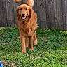 animal, backyard, canine, dog, domestic_animal, fur, golden_retriever, grass, greenery, happy, mammal, outdoor, pet, playful, portrait, running, smiling, tail, tongue_out, wooden_fence
