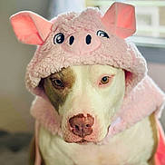Maze joined the competition — help win amazing prizes! dog, costume, pink, hood, animal, pet, portrait, indoor, cute, face, canine, expression, clothing, ears, soft_texture, brown_and_white, closeup, domestic_animal, sitting, funny
