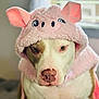 dog, costume, pink, hood, animal, pet, portrait, indoor, cute, face, canine, expression, clothing, ears, soft_texture, brown_and_white, closeup, domestic_animal, sitting, funny