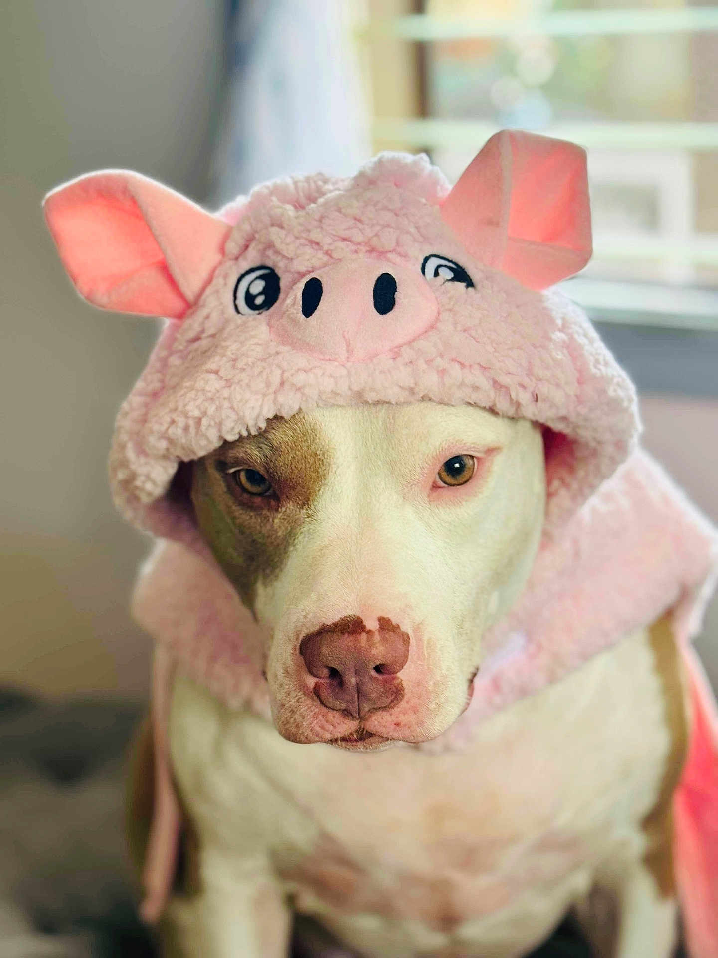 Maze joined the competition — help win amazing prizes! dog, costume, pink, hood, animal, pet, portrait, indoor, cute, face, canine, expression, clothing, ears, soft_texture, brown_and_white, closeup, domestic_animal, sitting, funny