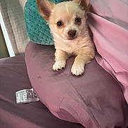 Lily joined the competition — help win amazing prizes! puppy, dog, bed, pillow, purple, cozy, cute, pet, indoor, fur, ears, small, animal, resting, looking, adorable, young, soft, domestic, companion