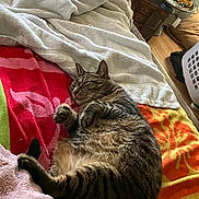 Tahoe joined the competition — help win amazing prizes! animal, bed, blanket, cat, comfort, cozy, cute, domestic, feline, fur, home, indoor, paw, pet, relaxed, resting, sleeping, soft, striped, tabby