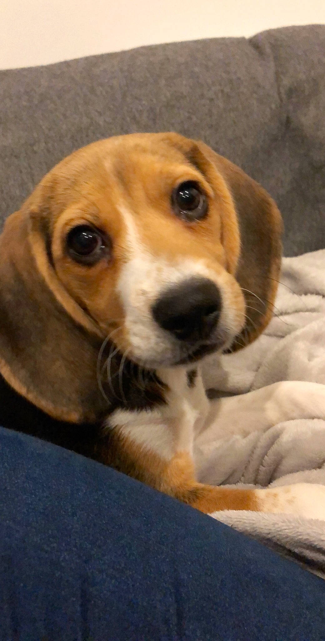 Onaya participe au concours pour gagner de l'argent avec cette photo : american_foxhound, basset_artesien_normand, beagador, beagle, beagle_harrier, canidae, carnivore, companion_dog, dog, dog_breed, english_foxhound, estonian_hound, finnish_hound, grand_anglo_francais_tricolore, hamiltonstovare, harrier, mammal, serbian_tricolour_hound, snout, vertebrate