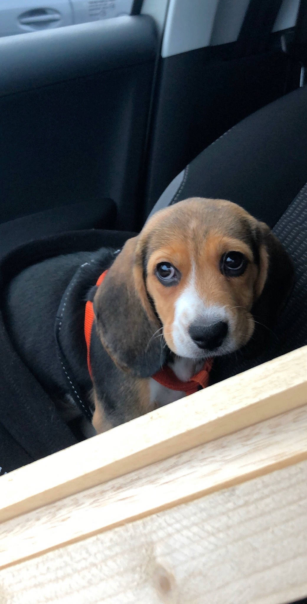 Onaya a rejoint le concours — aidez-le/la à gagner de superbes lots ! american_foxhound, basset_artesien_normand, beagador, beagle, beagle_harrier, canidae, carnivore, dog, dog_breed, finnish_hound, hamiltonstovare, harrier, mammal, nose, pocket_beagle, puppy, scent_hound, snout, treeing_walker_coonhound, vertebrate