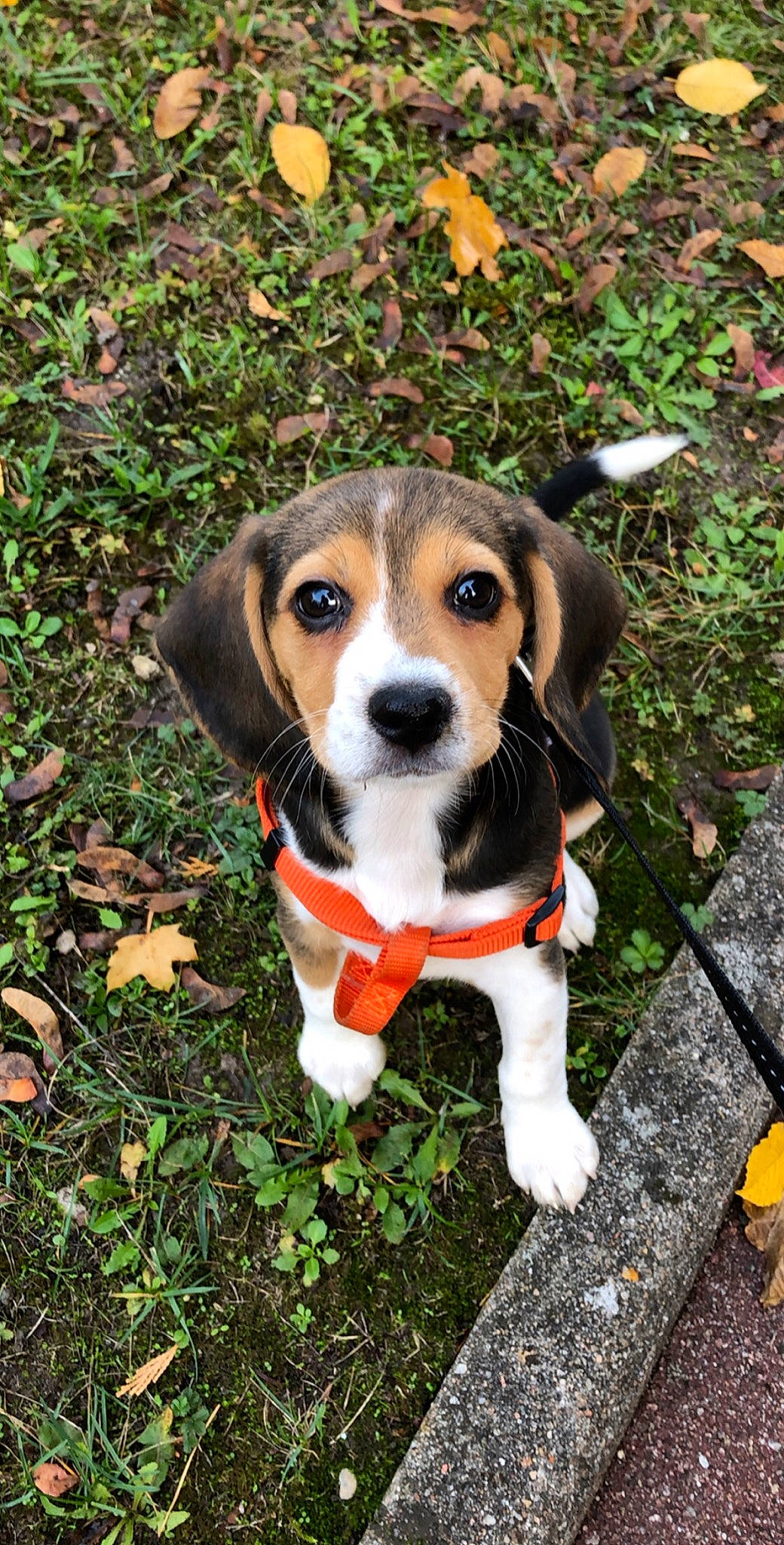 Onaya a rejoint le concours — aidez-le/la à gagner de superbes lots ! american_foxhound, beagle, beagle_harrier, beaglier, canidae, carnivore, companion_dog, dog, dog_breed, estonian_hound, finnish_hound, hamiltonstovare, harrier, mammal, pocket_beagle, puppy, serbian_tricolour_hound, snout, treeing_walker_coonhound, vertebrate