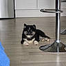 puppy, dog, pet, fluffy, black_and_cream, sitting, lying_down, portrait, animal, indoors, kitchen, floor, wood_floor, barstool, chrome, furniture, ears, paws, face, home
