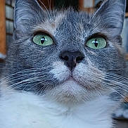 Pibody a rejoint le concours — aidez-le/la à gagner de superbes lots ! cat, close_up, green_eyes, whiskers, gray_fur, white_fur, pet, animal, indoor, portrait, feline, cute, curious, soft_light, focus, face, ears, nose, texture, blurred_background