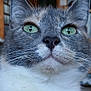 cat, close_up, green_eyes, whiskers, gray_fur, white_fur, pet, animal, indoor, portrait, feline, cute, curious, soft_light, focus, face, ears, nose, texture, blurred_background