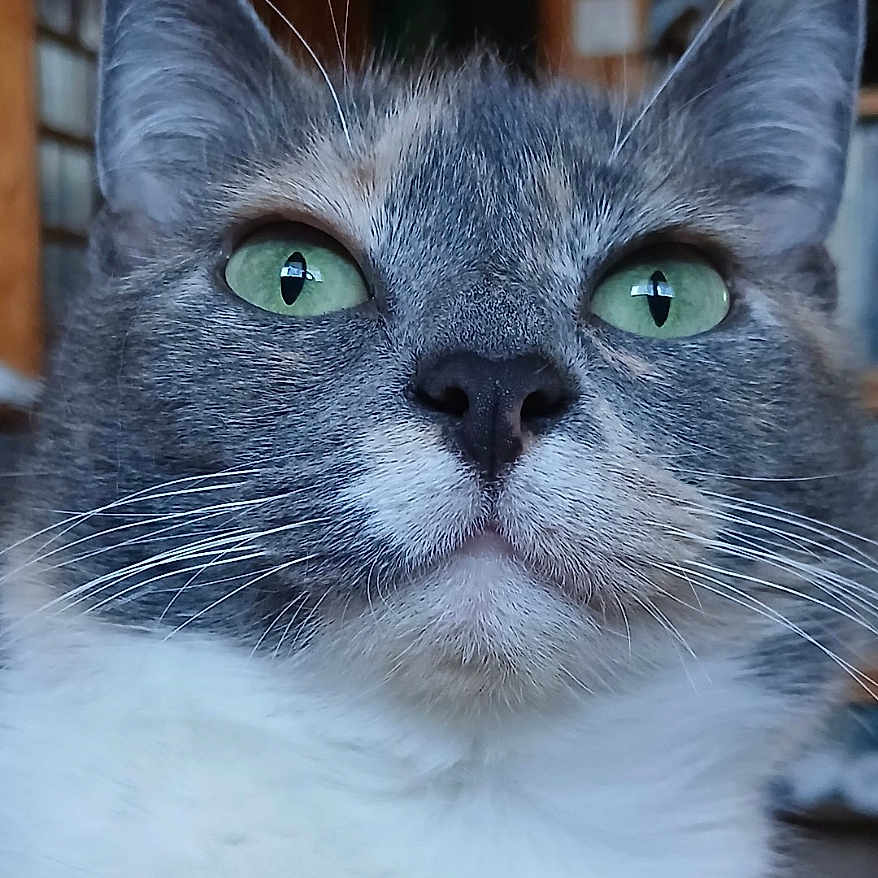 Pibody a rejoint le concours — aidez-le/la à gagner de superbes lots ! animal, blurred_background, cat, close_up, curious, cute, ears, face, feline, focus, gray_fur, green_eyes, indoor, nose, pet, portrait, soft_light, texture, whiskers, white_fur