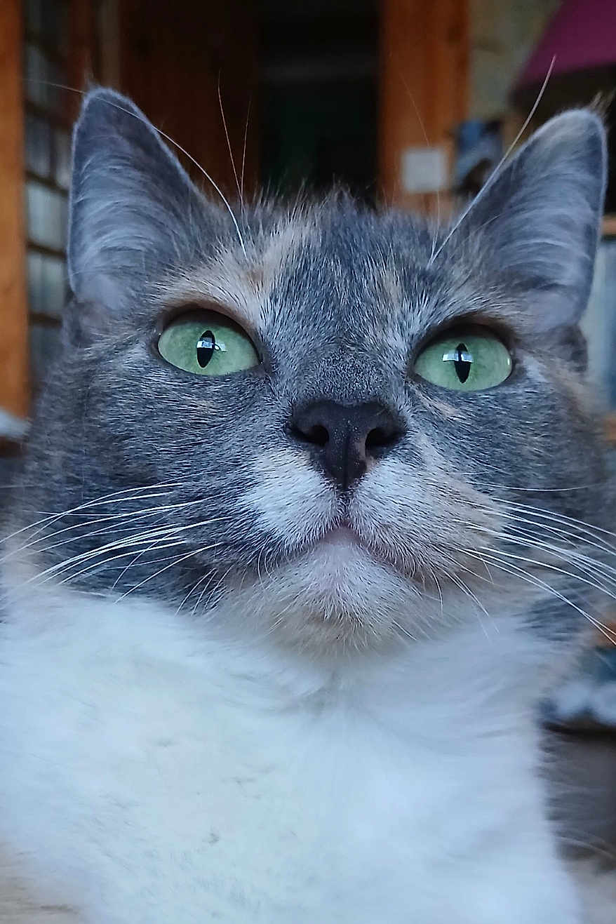 Pibody a rejoint le concours — aidez-le/la à gagner de superbes lots ! cat, close_up, green_eyes, whiskers, gray_fur, white_fur, pet, animal, indoor, portrait, feline, cute, curious, soft_light, focus, face, ears, nose, texture, blurred_background