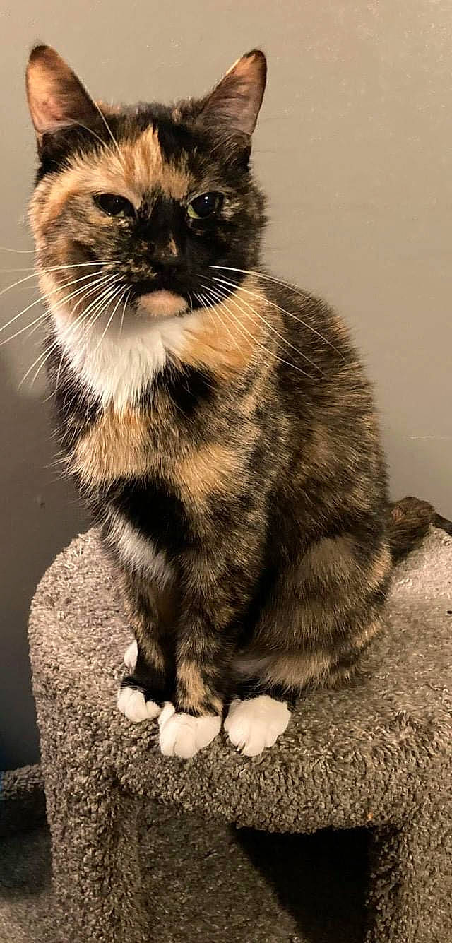 Michonne is registered to the contest to win money with this photo: carnivore, cat, claw, domestic_short_haired_cat, felidae, fur, monochrome_photography, paw, shadow, small_to_medium_sized_cats, snout, tail, terrestrial_animal, whiskers