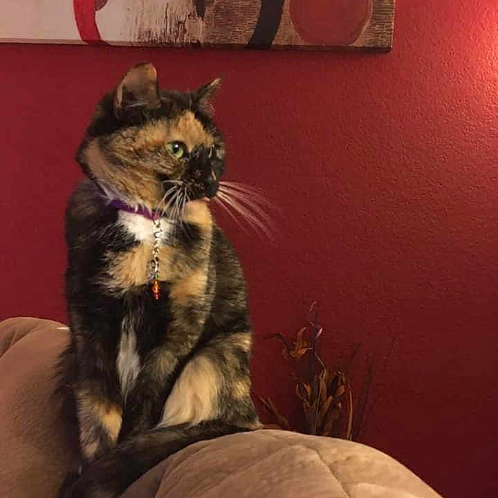 Michonne joined the competition — help win amazing prizes! art, carnivore, cat, circle, comfort, domestic_short_haired_cat, fawn, felidae, fur, picture_frame, plant, room, shelf, sitting, small_to_medium_sized_cats, tail, visual_arts, whiskers, window, wood