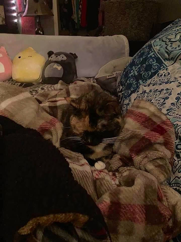 Michonne joined the competition — help win amazing prizes! bedding, carnivore, cat, chair, cloud, comfort, couch, domestic_short_haired_cat, felidae, fur, grey, lamp, linens, living_room, room, small_to_medium_sized_cats, tail, tints_and_shades, whiskers, wood