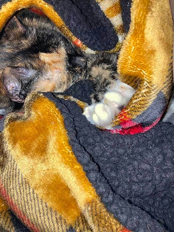 Michonne is registered to the contest to win money with this photo: carnivore, cat, comfort, companion_dog, denim, dog, fawn, felidae, fur, fur_clothing, human_leg, linens, orange, sleeve, small_to_medium_sized_cats, tail, textile, whiskers, wool, woolen