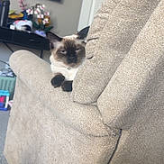 Theo is registered to the contest to win money with this photo: armrest, beige, carpet, cat, couch, cozy, decor, domestic_animal, flower, furniture, home, household_item, indoor, living_room, pet, relaxing, resting, siamese_cat, sleepy, television