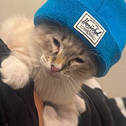 Loki joined the competition — help win amazing prizes! animal, apparel, beige_background, blue_hat, cat, closeup, cute, domestic_animal, feline, fluffy, fur, hat, indoor, knit_hat, paws, pet, portrait, resting, soft_light, whiskers