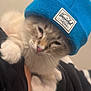 animal, apparel, beige_background, blue_hat, cat, closeup, cute, domestic_animal, feline, fluffy, fur, hat, indoor, knit_hat, paws, pet, portrait, resting, soft_light, whiskers