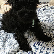 Tia joined the competition — help win amazing prizes! dog, black_dog, bed, blanket, fur, pet, indoor, animal, canine, collar, cute, curly_fur, resting, comfort, domestic, laying, patterned_bedding, sleepy, furry, household