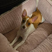 Lady is registered to the contest to win money with this photo: dog, small_dog, puppy, pet, bed, dog_bed, pink_bed, plush, cozy, ears, alert, looking_at_camera, indoor, floor, sneakers, shoes, brown_and_white, fur, resting, curious