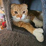 Acorn joined the competition — help win amazing prizes! cat, cat_face, cat_tree, closeup, cozy, ear, eyes, feline, fur, ginger_cat, home, indoor, orange_tabby, paw, pet, portrait, resting, tabby_pattern, whiskers, white_paws