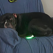 Bones joined the competition — help win amazing prizes! animal, armchair, black_dog, blue_cover, canine, comfort, couch, cozy, dog, domestic_animal, furniture, home, indoor, living_room, pet, quiet, relaxed, resting, seat, sleepy