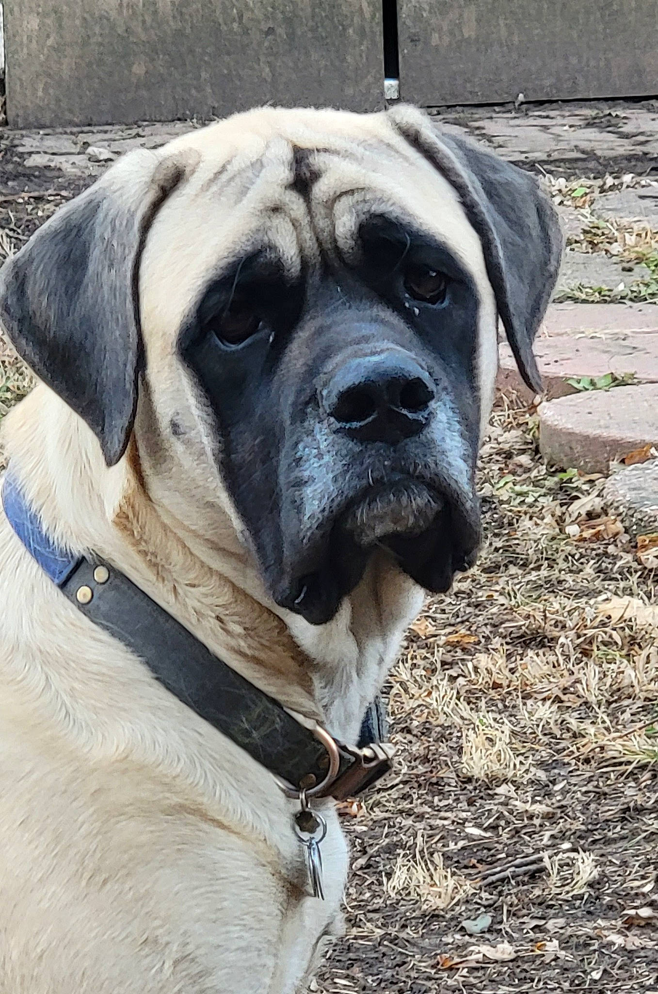 Sascha is registered to the contest to win money with this photo: canidae, carnivore, collar, companion_dog, dog, dog_breed, dog_collar, dog_supply, fawn, fur, giant_dog_breed, non_sporting_group, pet_supply, snout, sporting_group, terrestrial_animal, whiskers, working_animal, working_dog, wrinkle