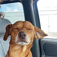 Doodie is registered to the contest to win money with this photo: dog, brown_dog, car_interior, passenger_seat, window, closed_eyes, calm, pet, animal, sunlight, vehicle, head, ears, nose, fur, sitting, relaxed, peaceful, daytime, transport