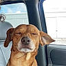 dog, brown_dog, car_interior, passenger_seat, window, closed_eyes, calm, pet, animal, sunlight, vehicle, head, ears, nose, fur, sitting, relaxed, peaceful, daytime, transport