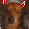 dog, pet, blanket, indoor, neon, devil_horns, brown_dog, closeup, cute, animal, cozy, portrait, relaxed, expression, furry, domestic_animal, fun, digital_overlay, hand, resting