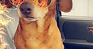 Doodie joined the competition — help win amazing prizes! dog, sunglasses, car, fire_effect, pet, brown_dog, canine, animal, vehicle_interior, person_arm, seat, window, casual, cool, portrait, closeup, companion, funny, summer, sunlight
