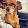 dog, sunglasses, car, fire_effect, pet, brown_dog, canine, animal, vehicle_interior, person_arm, seat, window, casual, cool, portrait, closeup, companion, funny, summer, sunlight