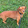 dog, brown_dog, small_dog, leash, grass, outdoor, pet, animal, canine, collar, side_view, walking, nature, greenery, domestic_animal, alert, short_hair, ears, standing, daylight
