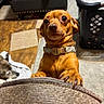 dog, brown_dog, small_dog, pet, indoor, floor, laundry_basket, towel, furniture, tile_floor, wooden_floor, collar, animal, cute, begging, close_up, expression, paw, home, companion
