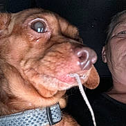 Lulu is registered to the contest to win money with this photo: dog, pet, close_up, brown, collar, string, mouth, face, animal, person, selfie, indoor, dark_background, curious, expression, canine, domestic_animal, portrait, nose, whiskers