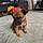 Rozie