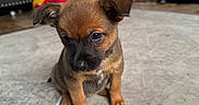 Rozie is registered to the contest to win money with this photo: animal, black_muzzle, brown_fur, carpet, curious, cute, dog, ears, floor, furniture, household, indoor, living_room, pet, puppy, sitting, small, soft_light, toy, young