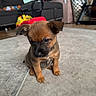 animal, black_muzzle, brown_fur, carpet, curious, cute, dog, ears, floor, furniture, household, indoor, living_room, pet, puppy, sitting, small, soft_light, toy, young