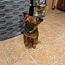 Rozie joined the competition — help win amazing prizes! basket, black, brown, curious, cute, dog, domestic, ears, floor, fur, household, indoor, looking_up, pet, puppy, sitting, small, storage_drawers, tile_floor, young