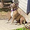animal, brindle, canine, concrete, daylight, dog, garden, house_wall, leaf, nature, outdoor, patio, pet, plant, purple_collar, shadow, side_view, sitting, sunlight, watchful