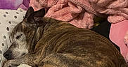 Fiona is registered to the contest to win money with this photo: dog, sleeping, brindle, bed, blanket, pink_blanket, plush_toy, stuffed_animal, cozy, resting, indoor, fur, snuggled, curled_up, pillow, soft, domestic_animal, pet, relaxed, napping