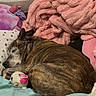 bed, blanket, brindle, cozy, curled_up, dog, domestic_animal, fur, indoor, napping, pet, pillow, pink_blanket, plush_toy, relaxed, resting, sleeping, snuggled, soft, stuffed_animal