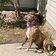 Fiona joined the competition — help win amazing prizes! dog, brindle, purple_collar, sitting, outdoor, sunlight, patio, concrete, garden, plants, shadow, house_wall, serene, animal, pet, canine, nature, daylight, relaxing, looking_up