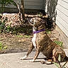 animal, brindle, canine, concrete, daylight, dog, garden, house_wall, looking_up, nature, outdoor, patio, pet, plants, purple_collar, relaxing, serene, shadow, sitting, sunlight