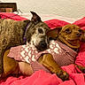Fiona is registered to the contest to win money with this photo: dog, two_dogs, snuggling, blanket, indoor, brown_dog, brindle_dog, sweater, pink_sweater, pet, cozy, relaxed, ears, fur, bed, cuddling, resting, close_up, animal, friendship