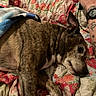 Fiona is registered to the contest to win money with this photo: dog, blanket, quilt, tattoo, watch, sleeping, resting, brown_dog, brindle, indoor, closeup, bed, paw, fur, animal, pet, relaxation, comfort, person_arm, colorful