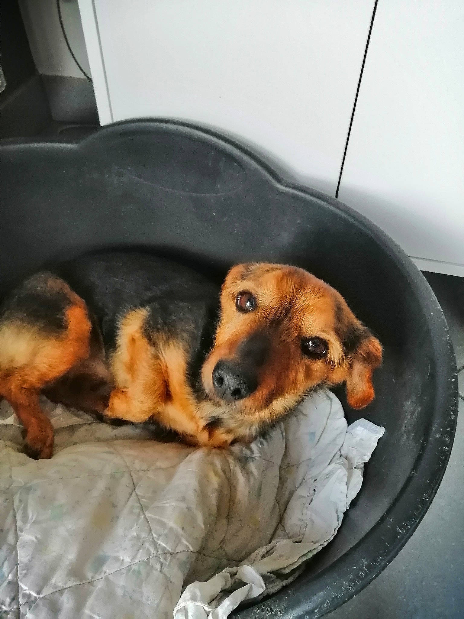 Lizy participe au concours pour gagner de l'argent avec cette photo : aircraft, canidae, carnivore, comfort, companion_dog, dog, dog_breed, fawn, fur, mammal, metal, paw, pet_supply, puppy, snout, sporting_group, toy, vehicle, whiskers, working_animal